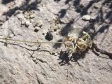 Silene spergulifolia. Верхушка цветущего растения. Турция, ил Агры, г. Догубаязит, 50 м от входа во дворец Исхак-паши, выс. 1750 м н.у.м, на скале. 20 мая 2025 г.