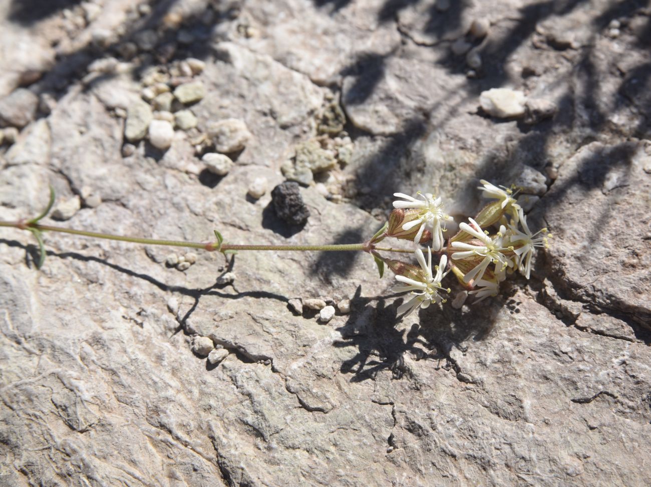 Image of Silene spergulifolia specimen.