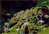 Hydrangea petiolaris