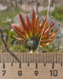 Taraxacum porphyranthum