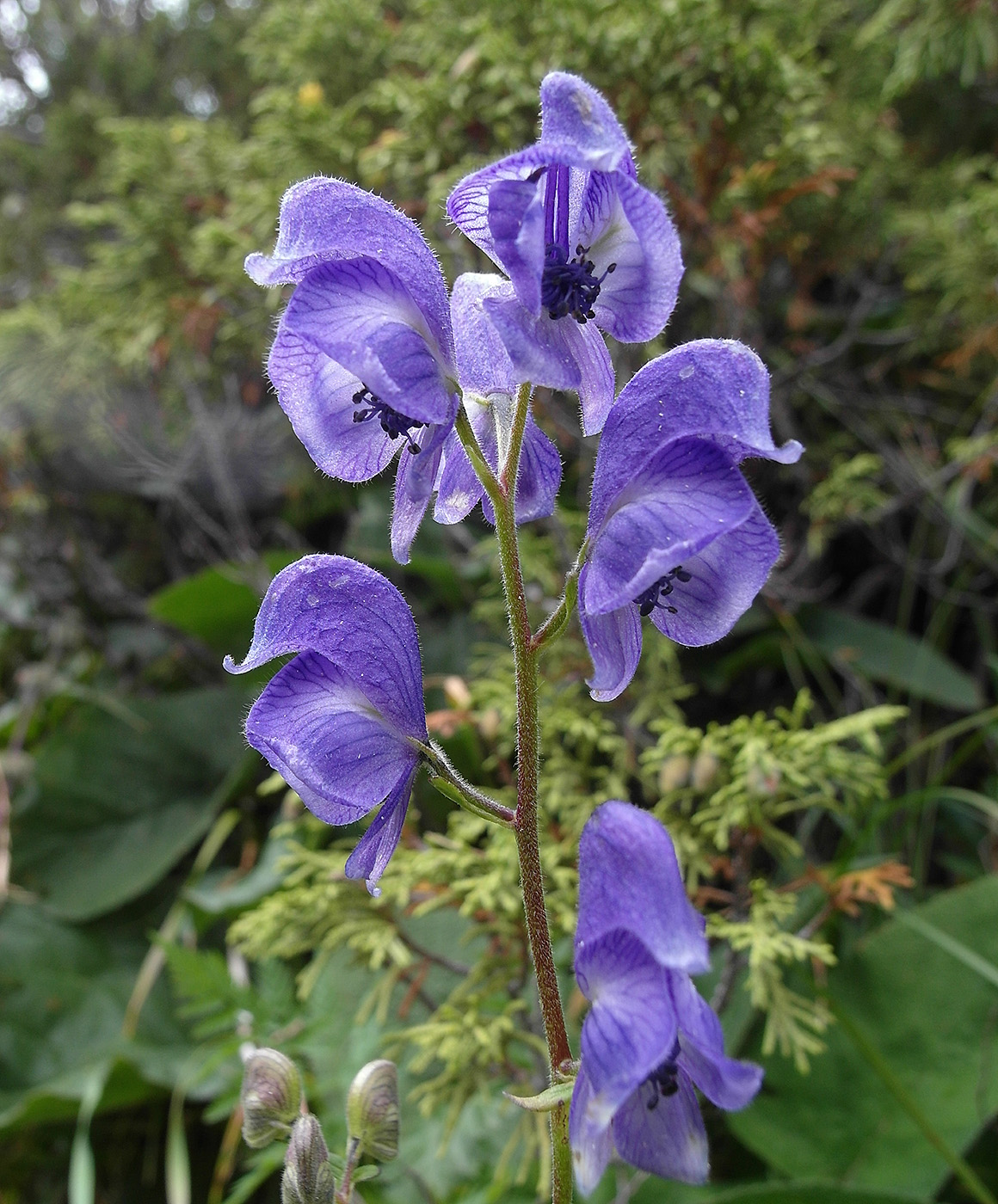 Изображение особи Aconitum nemorum.