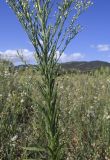 Conyza canadensis. Средняя часть цветущего и плодоносящего растения и основание общего соцветия. Испания, Каталония, пров. Жирона, комарка Баш Эмпорда, муниципалитет Калонже, залежь. 30.08.2025.
