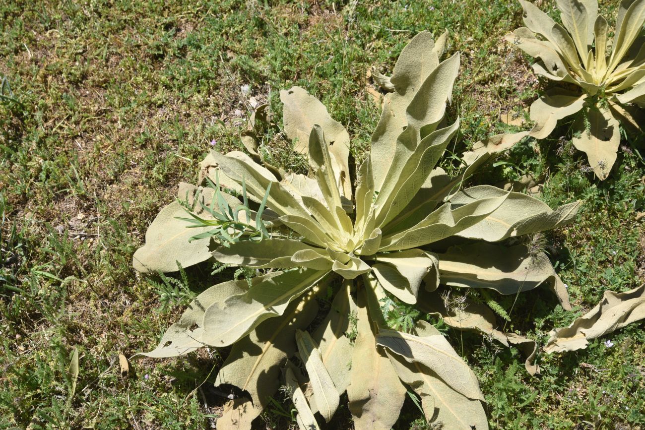 Изображение особи род Verbascum.
