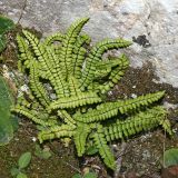 Asplenium trichomanes. Растение на скале. Республика Абхазия, окр. г. Новый Афон. 28.08.2009.