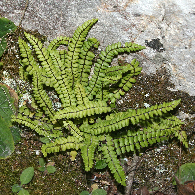 Изображение особи Asplenium trichomanes.