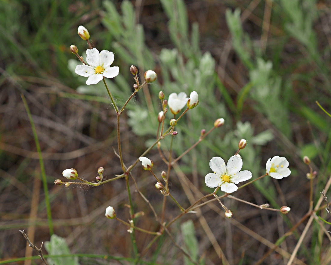 Image of Eremogone biebersteinii specimen.