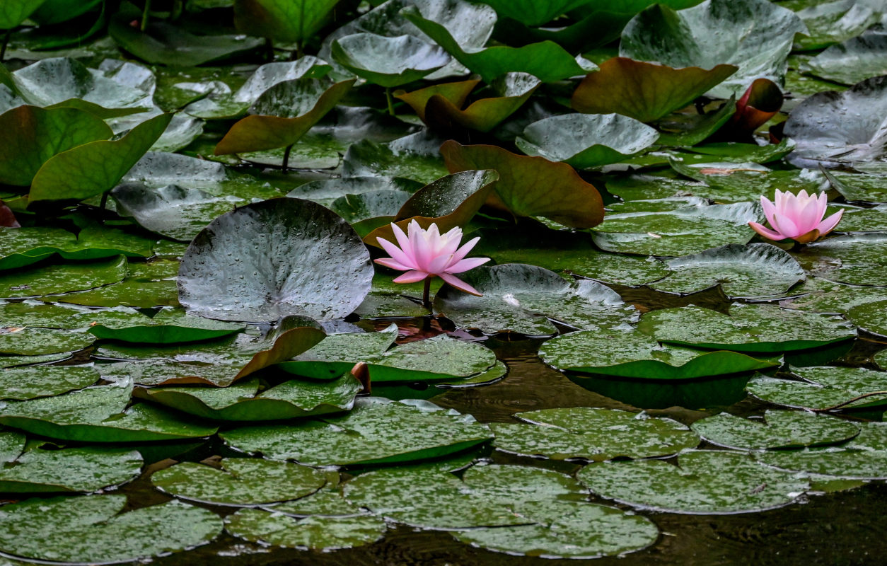 Изображение особи Nymphaea &times; marliacea.