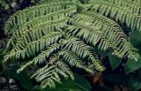 Cyathea cooperi. Верхушка вайи. Португалия, Азорские о-ва, о-в Сан-Мигел, кальдера вулкана Фурнаш, окраина зарослей кустарников. 13.08.2025.