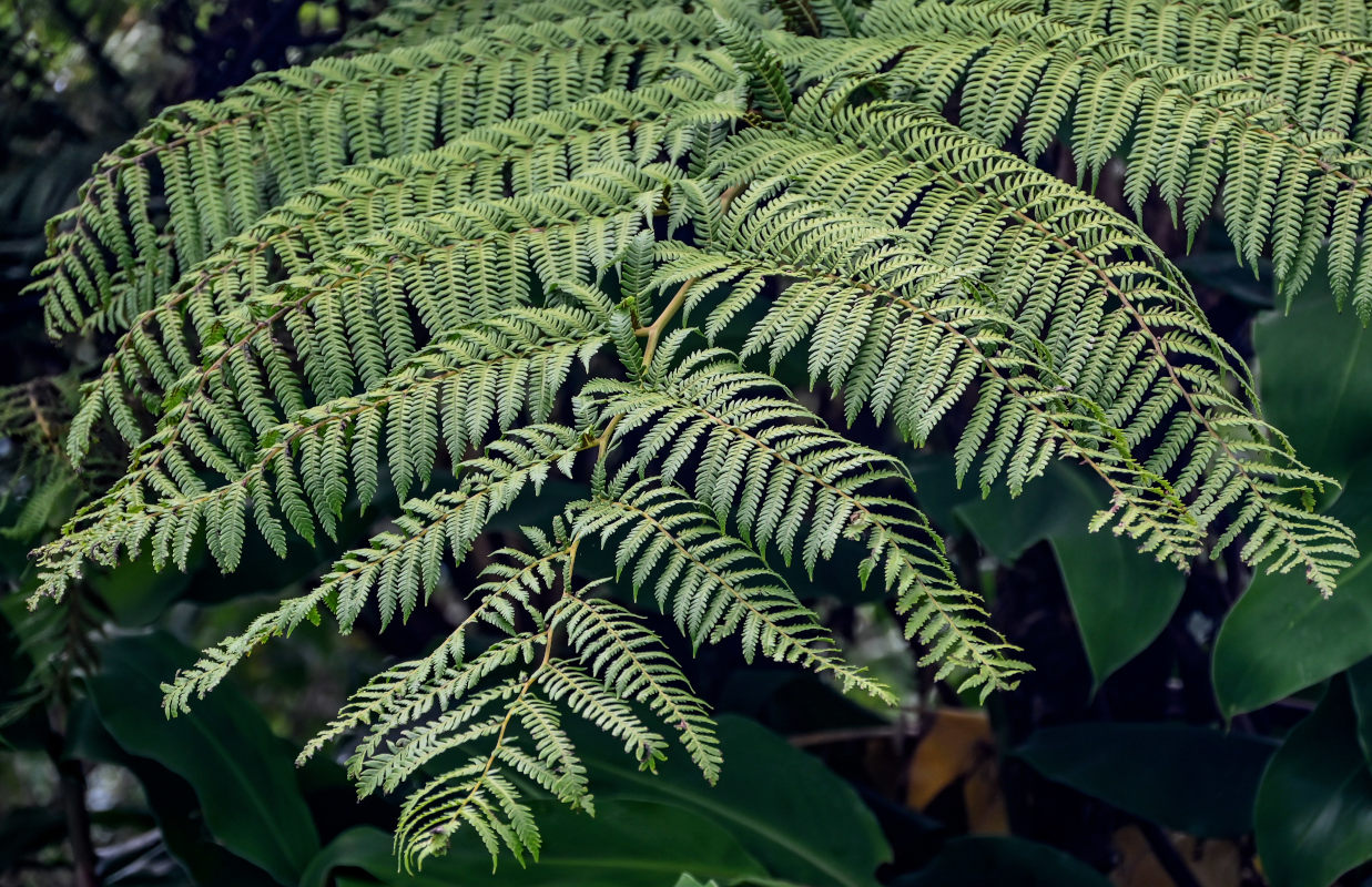 Изображение особи Cyathea cooperi.