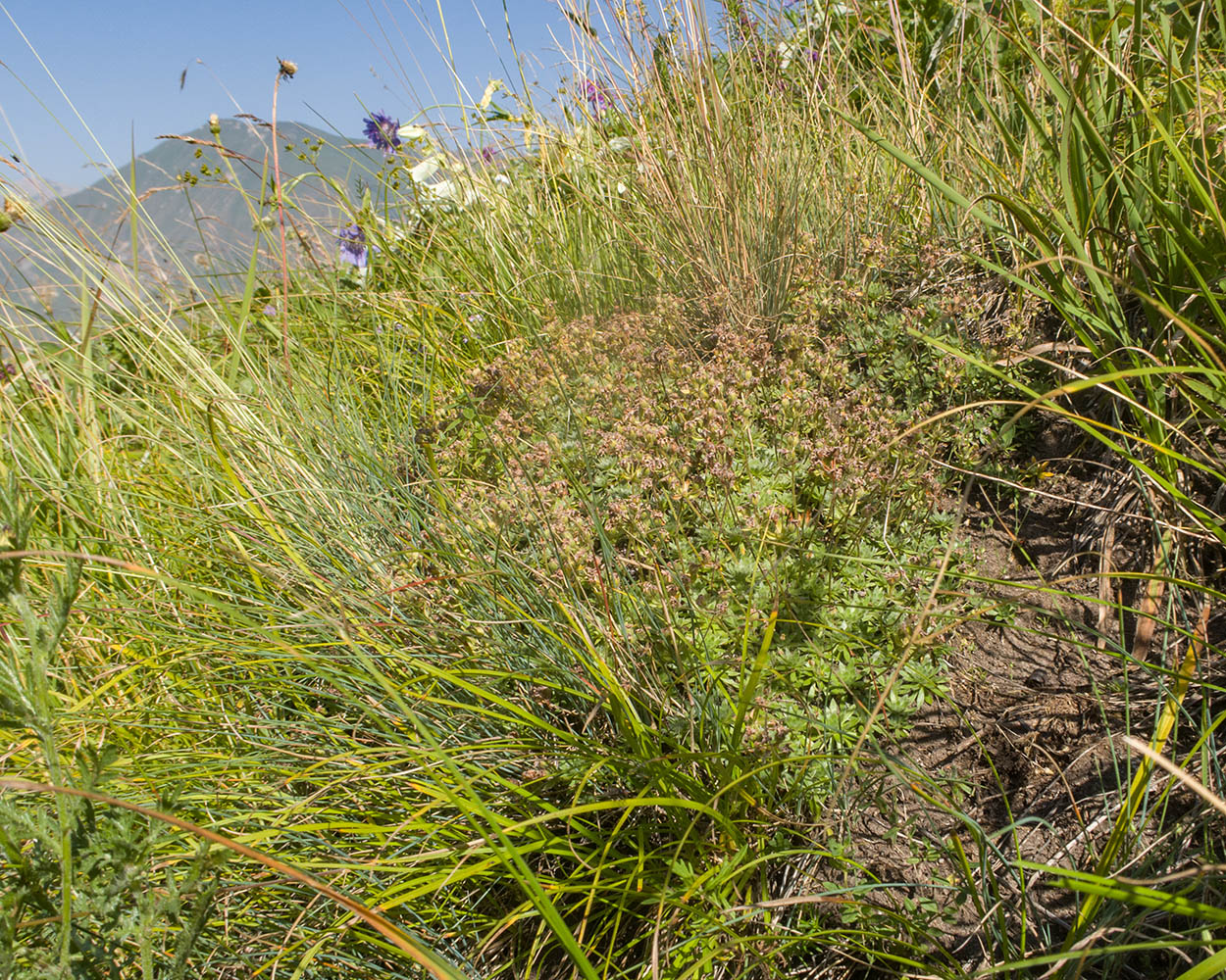 Изображение особи Androsace barbulata.