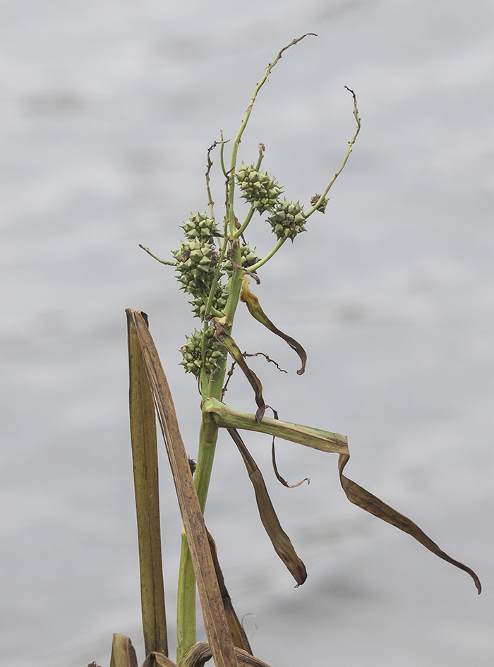 Image of Sparganium erectum specimen.