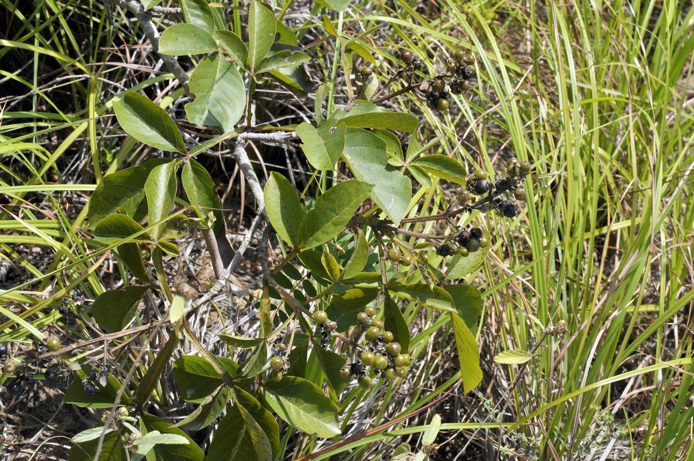 Image of Vitex pinnata specimen.