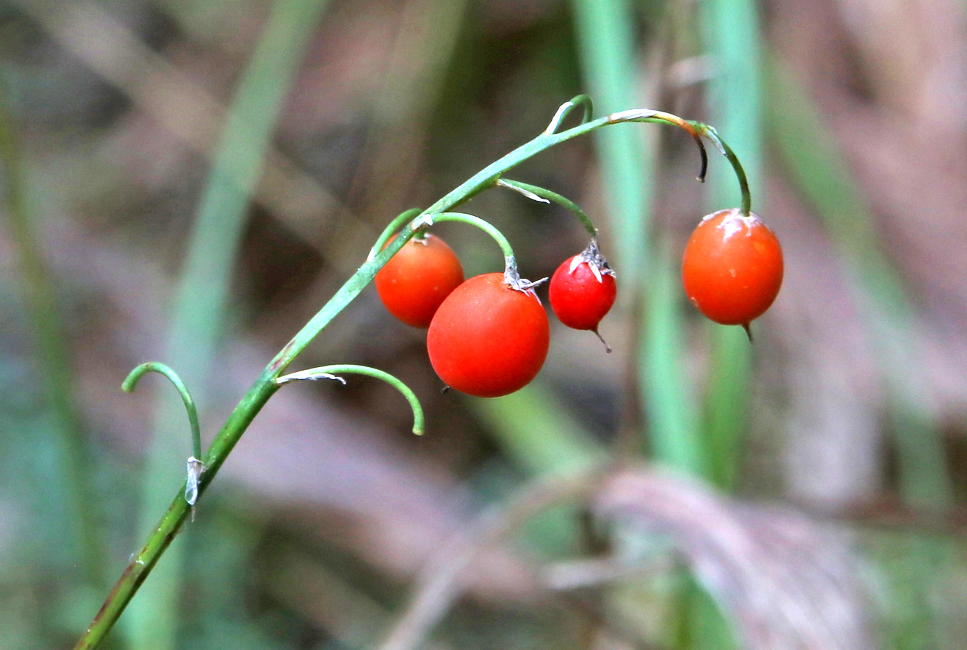 Изображение особи Convallaria majalis.
