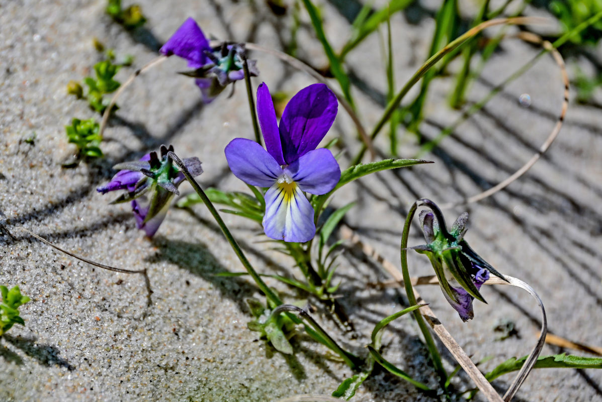 Image of Viola maritima specimen.