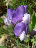 Lathyrus laxiflorus