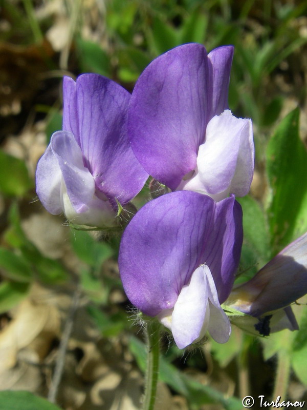 Image of Lathyrus laxiflorus specimen.