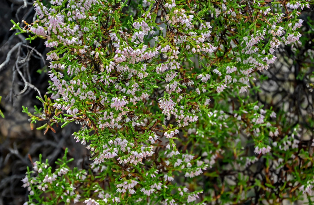 Изображение особи Calluna vulgaris.