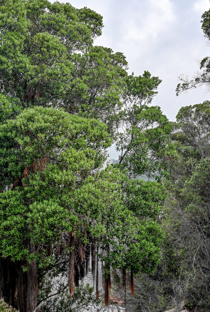 Image of Metrosideros excelsa specimen.