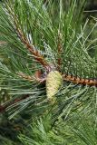 род Pinus. Верхушка ветви с незрелой шишкой. Волгоград, Тракторозаводской р-н, пос. Латошинка. 03.09.2024.