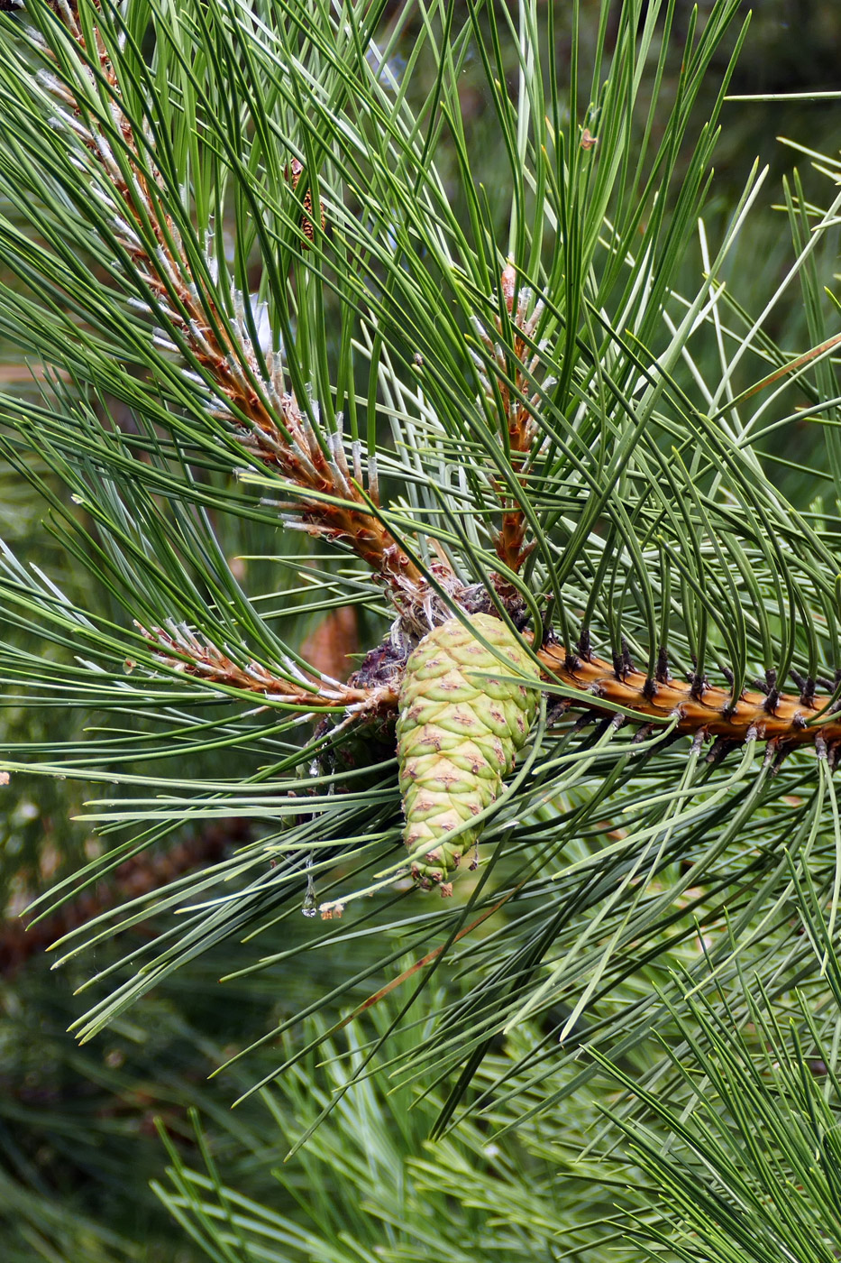 Изображение особи род Pinus.