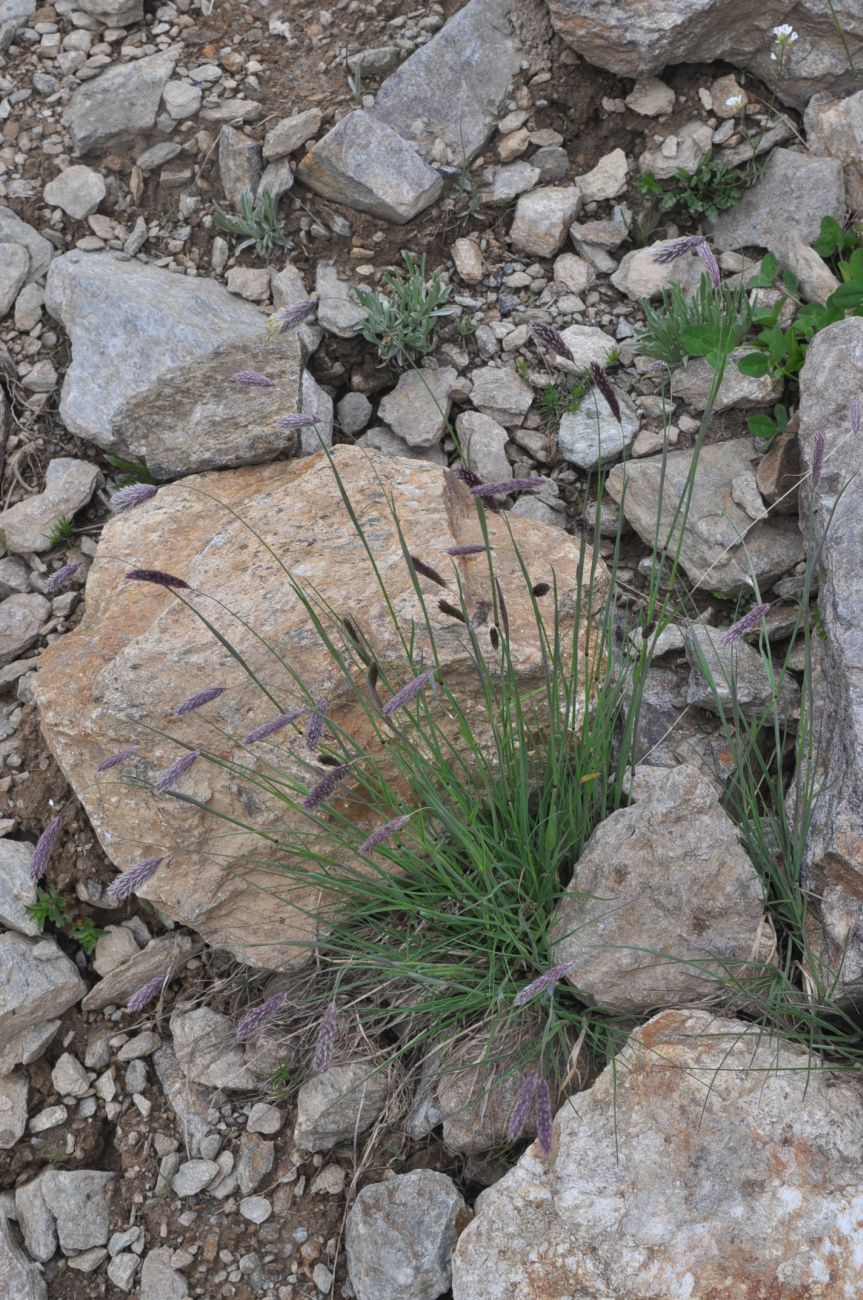 Image of Alopecurus vaginatus specimen.