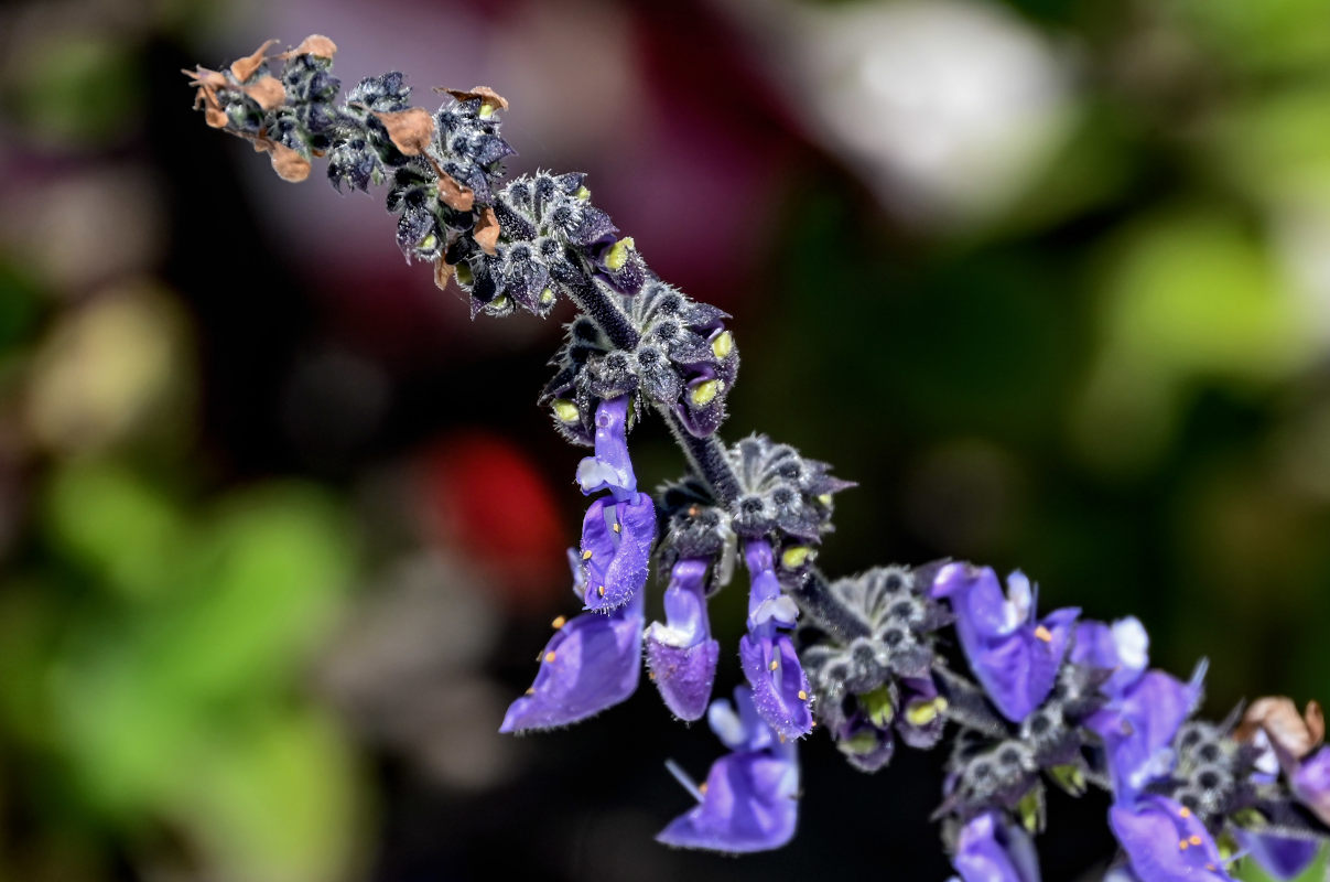 Изображение особи Coleus barbatus.