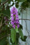 Stachys palustris. Верхушка цветущего растения. Московская обл., муниципальный округ Чехов, окр. дер. Дмитровка, СНТ \"Берёзка\", возле сплошного забора на дачном участке. 14.07.2024.
