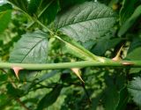 Rosa canina. Часть молодой веточки с шипами. Ростовская обл., Азовский р-н, с. Кугей, верховье балки. 30.05.2025.