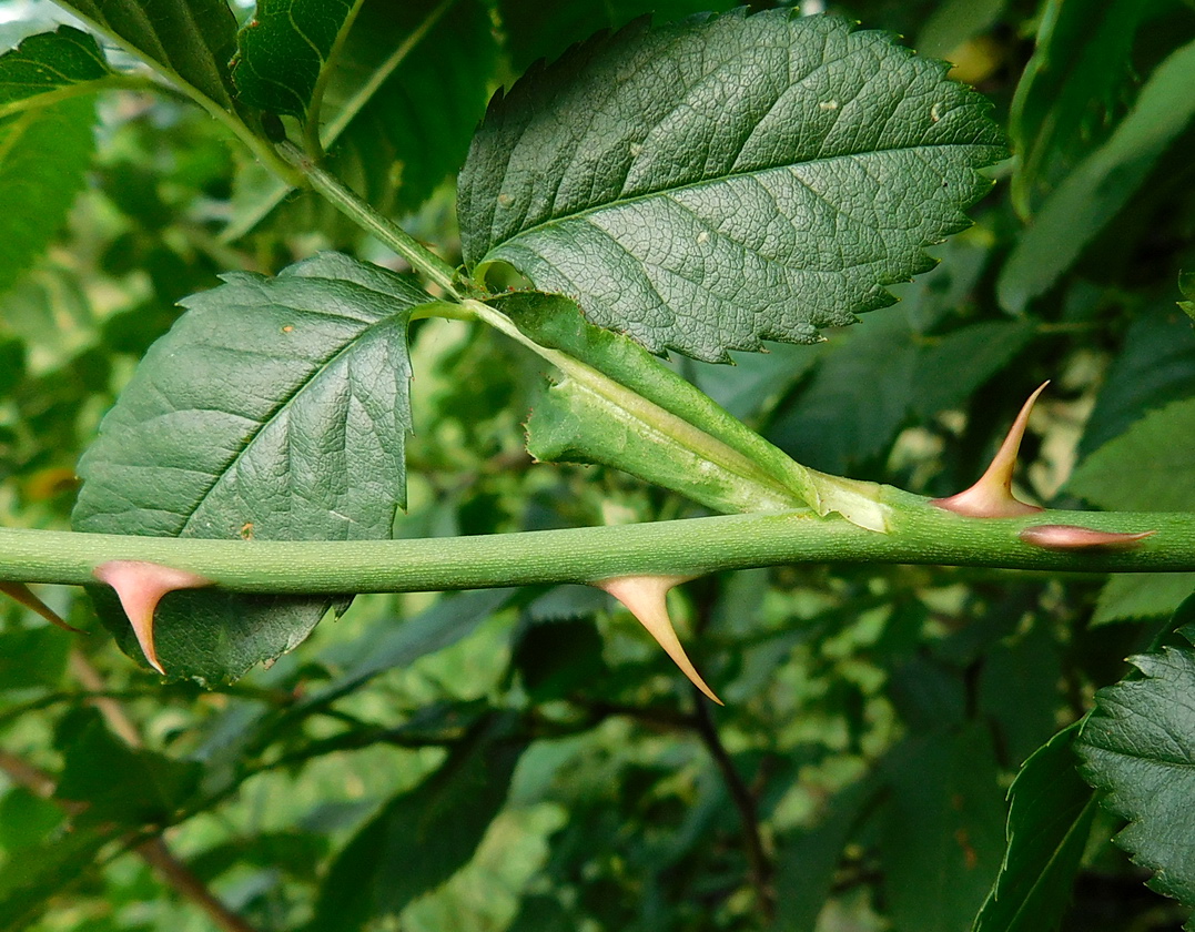 Изображение особи Rosa canina.