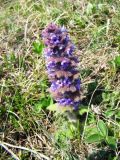 Ajuga orientalis