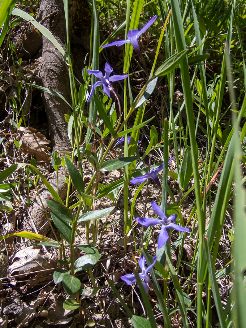 Изображение особи Vinca herbacea.