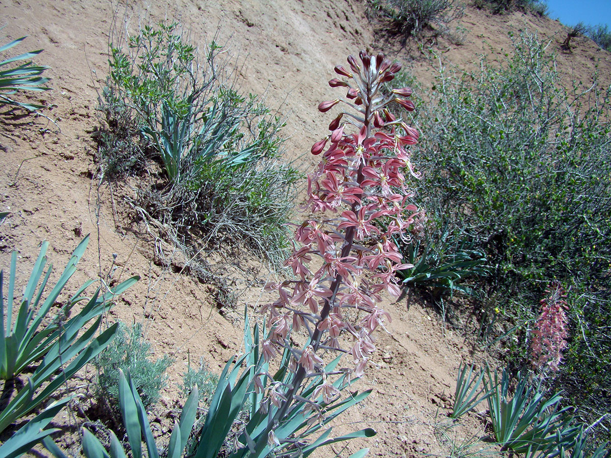 Изображение особи Eremurus alberti.