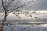 Изображение особи. Автор - Зоя Эль