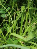 Chionodoxa luciliae. Плодоносящее растение в окружении листьев Taraxacum и Aegopodium podagraria. Ленинградская обл., Ломоносовский р-н, дер. Дубки, дачный участок, в культуре. 17.05.2026.