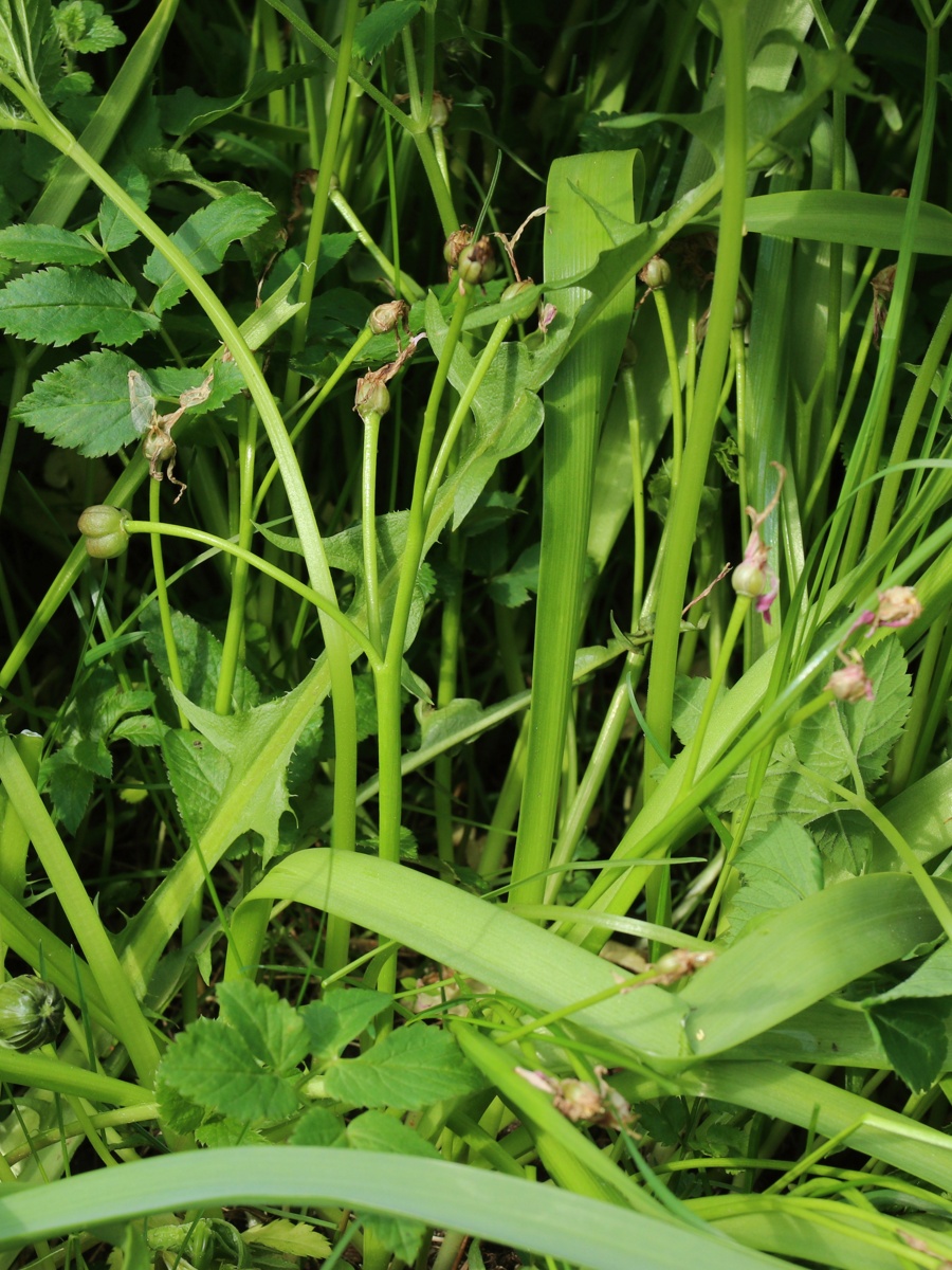 Изображение особи Chionodoxa luciliae.