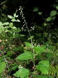 Circaea lutetiana. Верхняя часть цветущего и плодоносящего растения. Краснодарский край, муниципальное образование город-курорт Сочи, Адлерский р-н, Кудепстинский сельский округ, окр. пос. Дубравный, Кудепстинский дендропарк, широколиственный лес. 04.07.2024.
