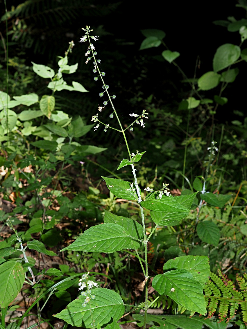 Изображение особи Circaea lutetiana.
