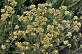 Helichrysum italicum