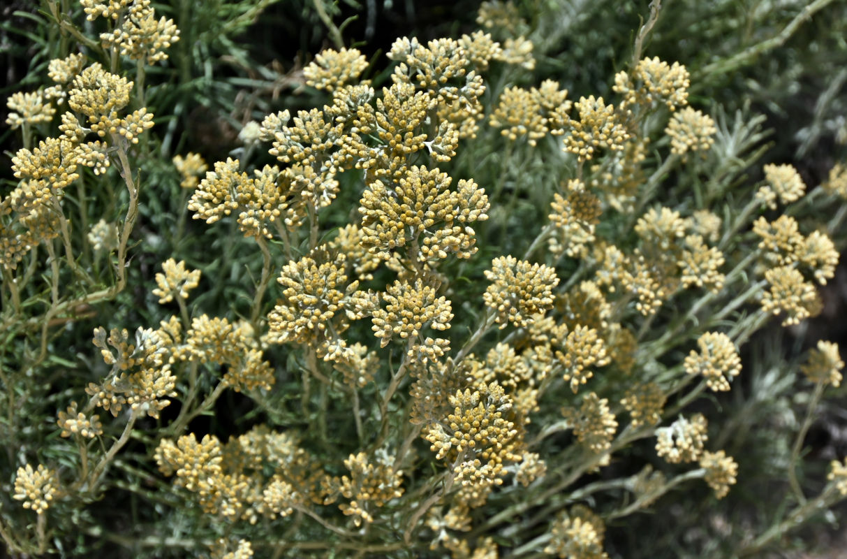 Image of Helichrysum italicum specimen.