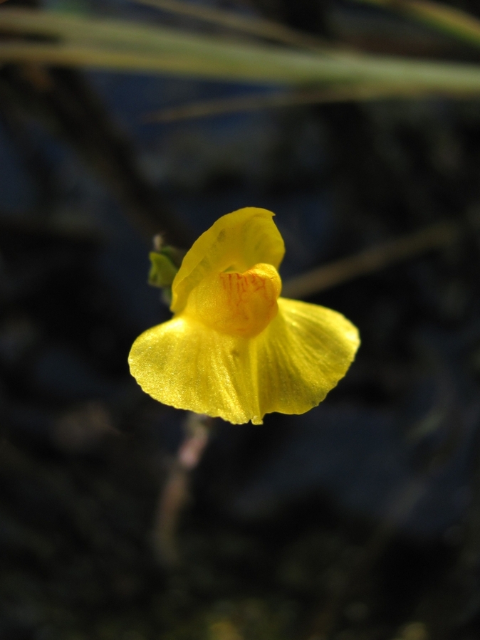 Изображение особи Utricularia australis.