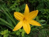 Hemerocallis middendorffii. Цветок. Хабаровский край, окр. г. Комсомольск-на-Амуре, опушка смешанного леса. 08.06.2026.