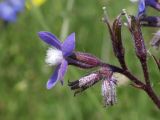Anchusa azurea. Цветок и чашечки отцветших цветков. Таджикистан, Гиссарский хр., дол. р. Зидды, стационар Сияку, ≈ 2450 м н.у.м., сырой луг. 25 июня 2026 г.