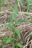 Silene viscosa. Средняя часть побега. Республика Татарстан, окр. с. Камское Устье, дол. р. Волга, хвойно-широколиственный лес (с Pinus, Quercus, Ulmus, Acer), обочина грунтовой дороги. 01.06.2026.
