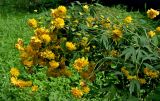 Rudbeckia laciniata разновидность hortensia. Верхушка цветущего растения. Московская обл., Сергиево-Посадский гор. округ, верховья р. Воря, в культуре. 22.08.2026.