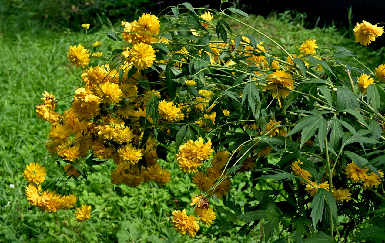 Изображение особи Rudbeckia laciniata var. hortensia.