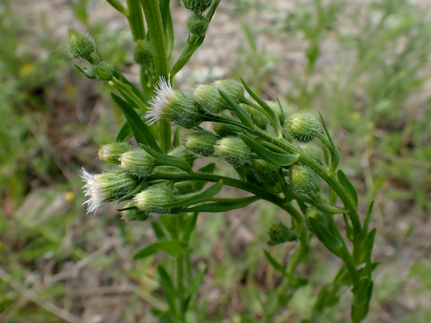 Изображение особи Erigeron acris.