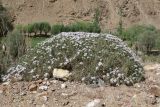 genus Acanthophyllum. Цветущее растение. Таджикистан, Горно-Бадахшанская автономная обл., Ишкашимский р-н, окр. кишлака Гармчашма, дол. р. Гармчашма, ≈ 2600 м н.у.м., каменистая осыпь. 2 июля 2026 г.