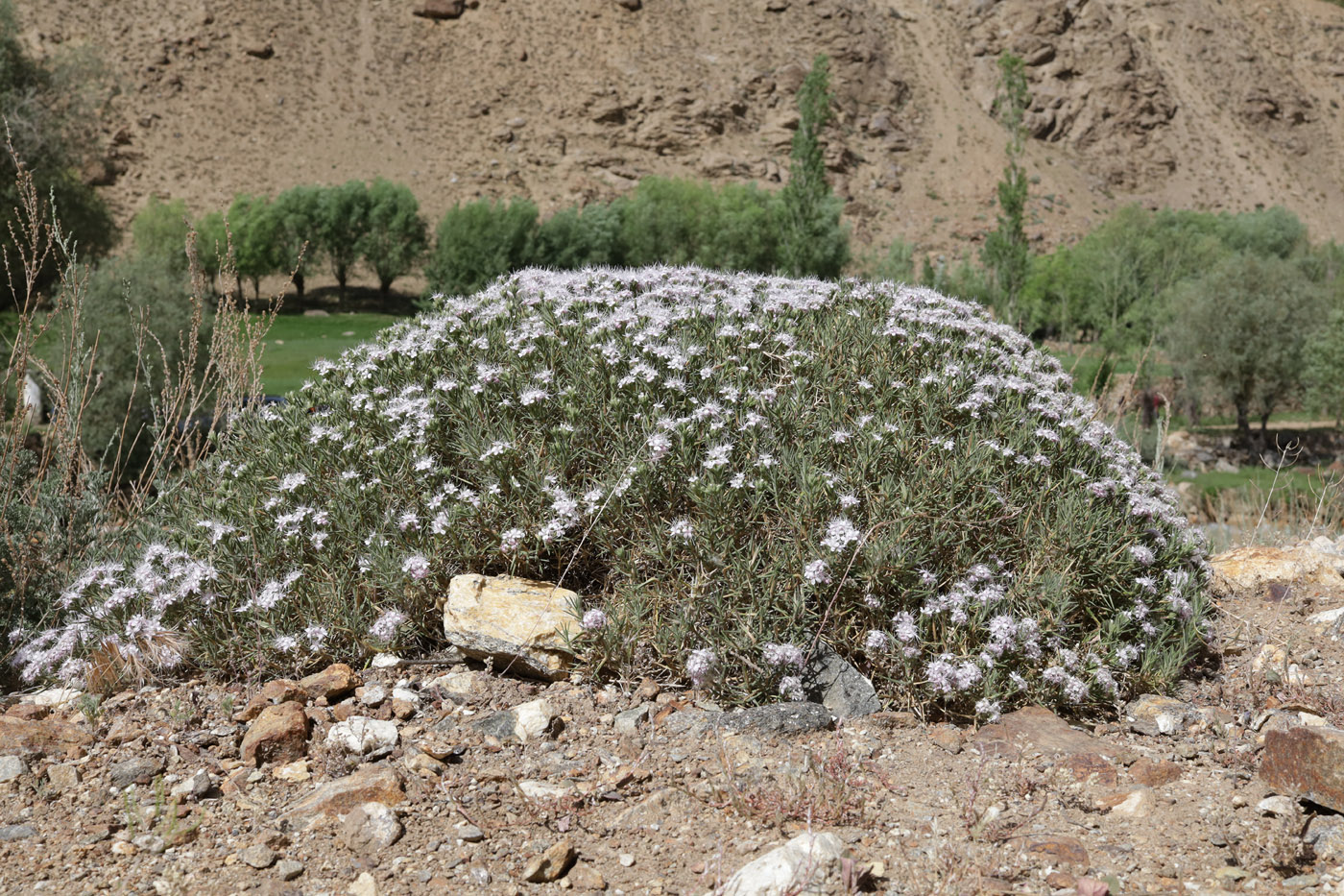 Image of genus Acanthophyllum specimen.