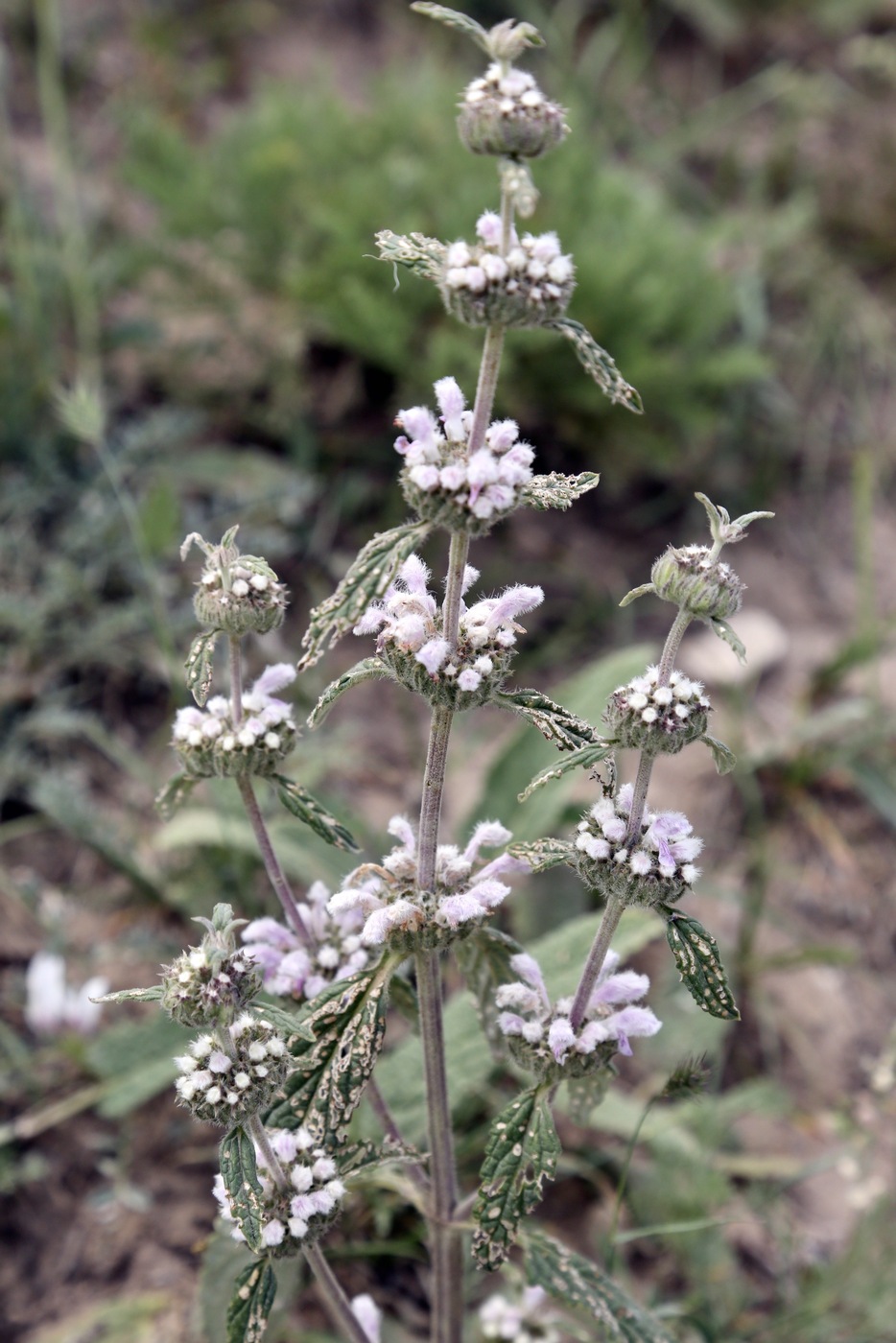 Image of Phlomoides alaica specimen.