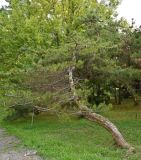 Pinus thunbergii